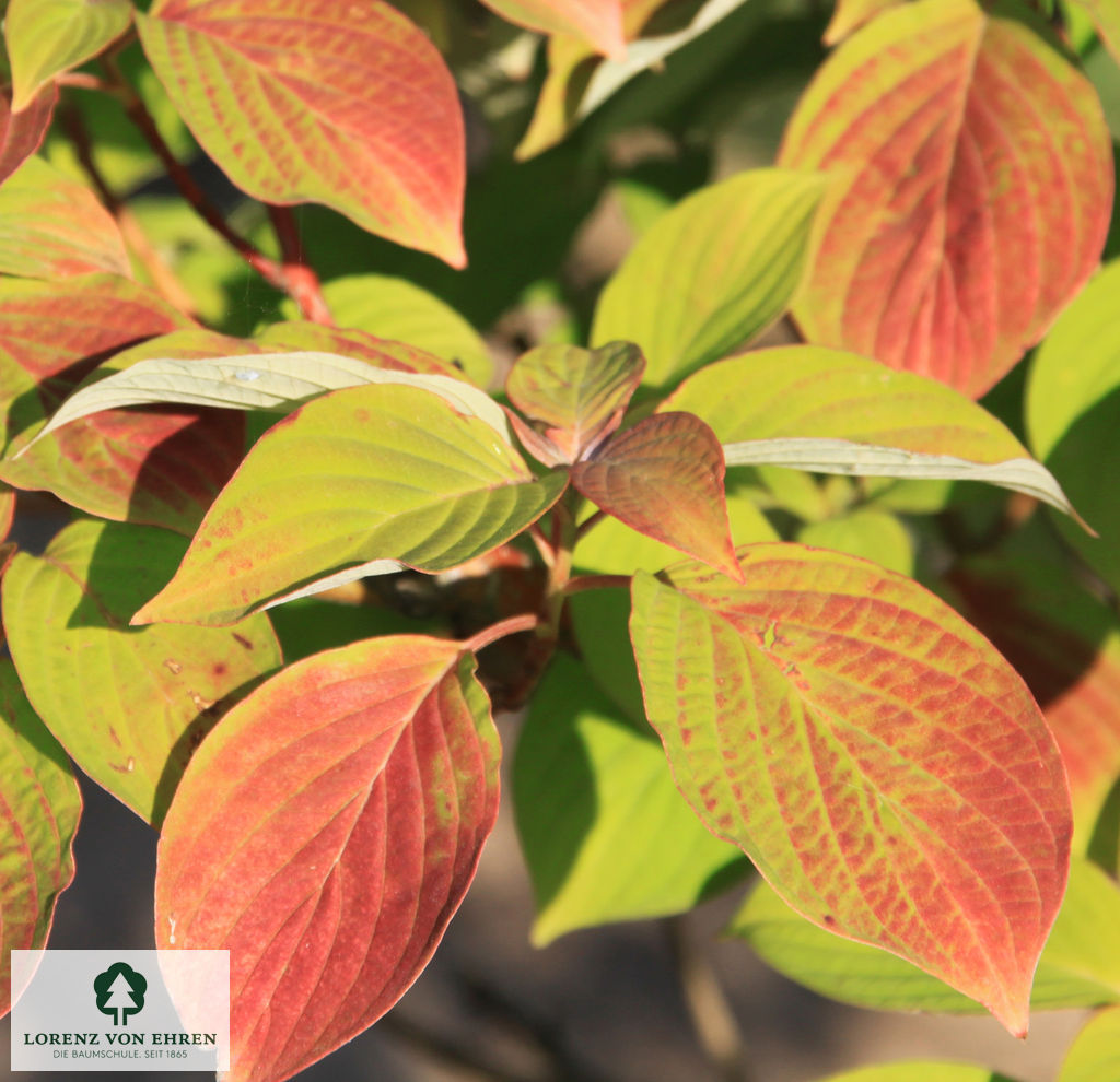 Cornus controversa