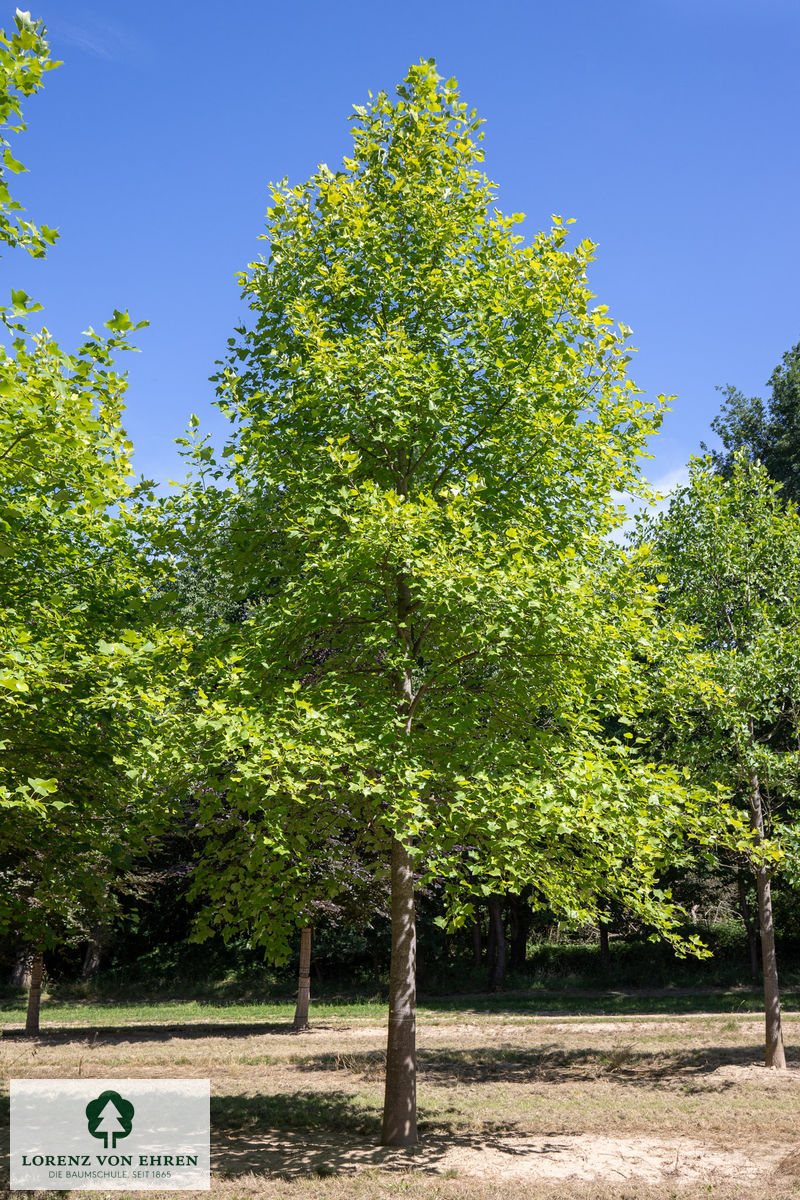 Liriodendron tulipifera