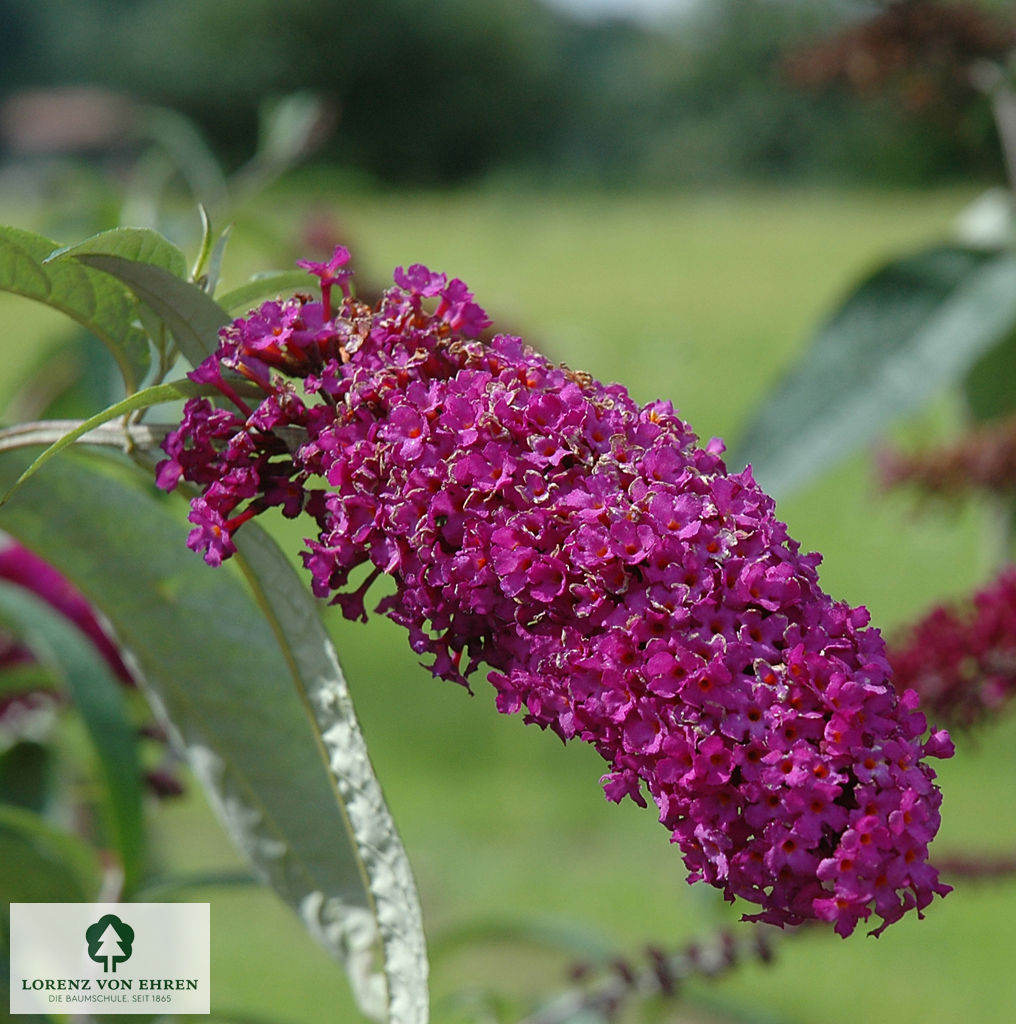 Buddleja davidii 'Royal Red'