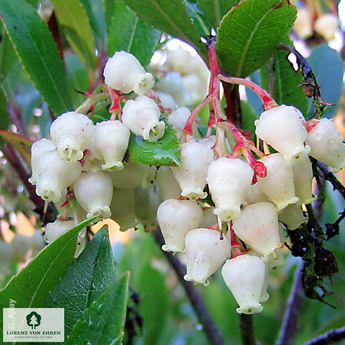 Arbutus unedo