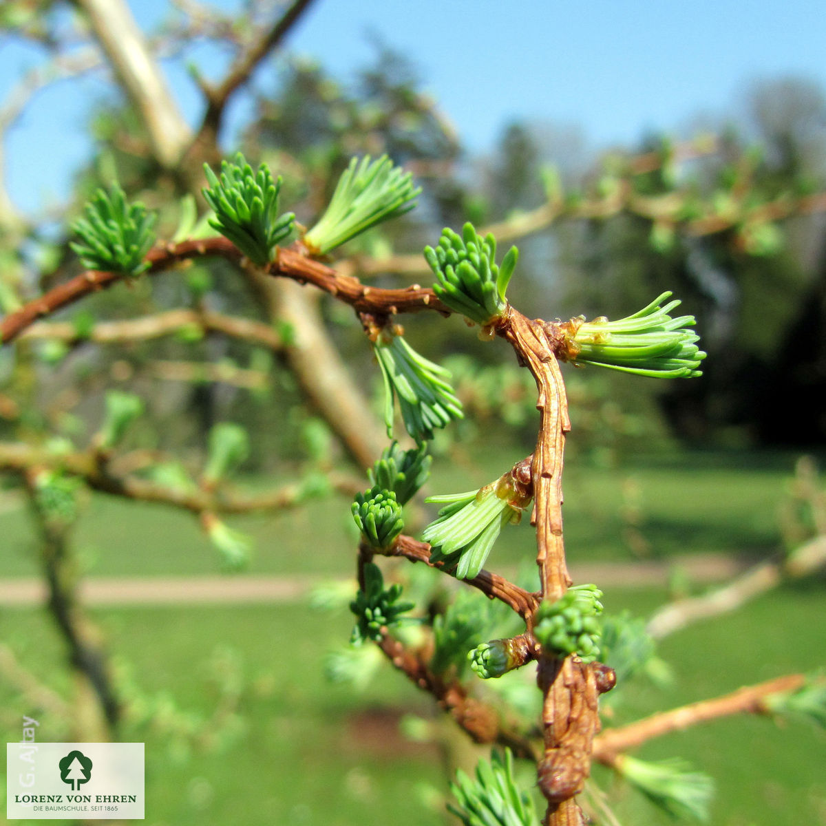 Larix kaempferi 'Diana'