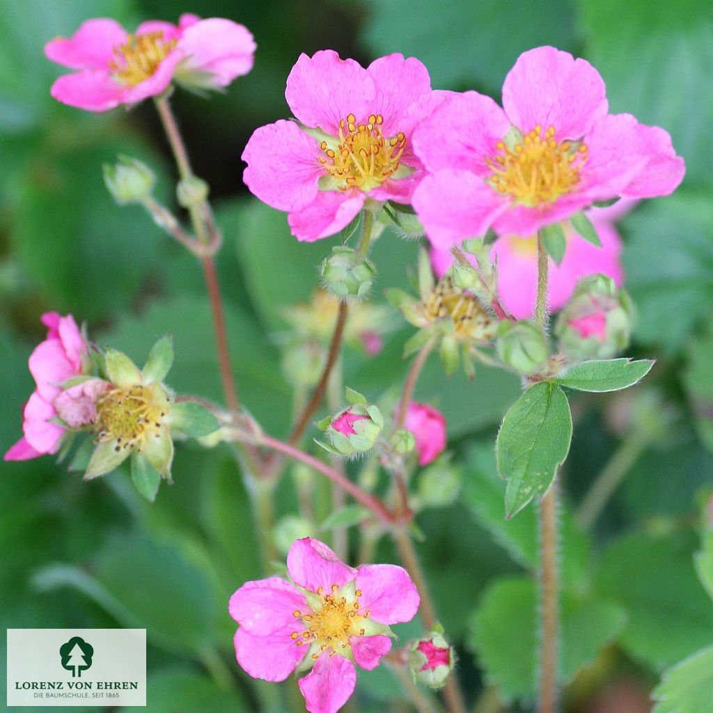 Fragaria vesca semperflorens 'Rosea'