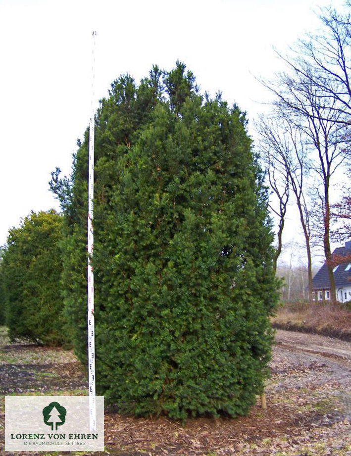 Taxus baccata 'Overeynderi'