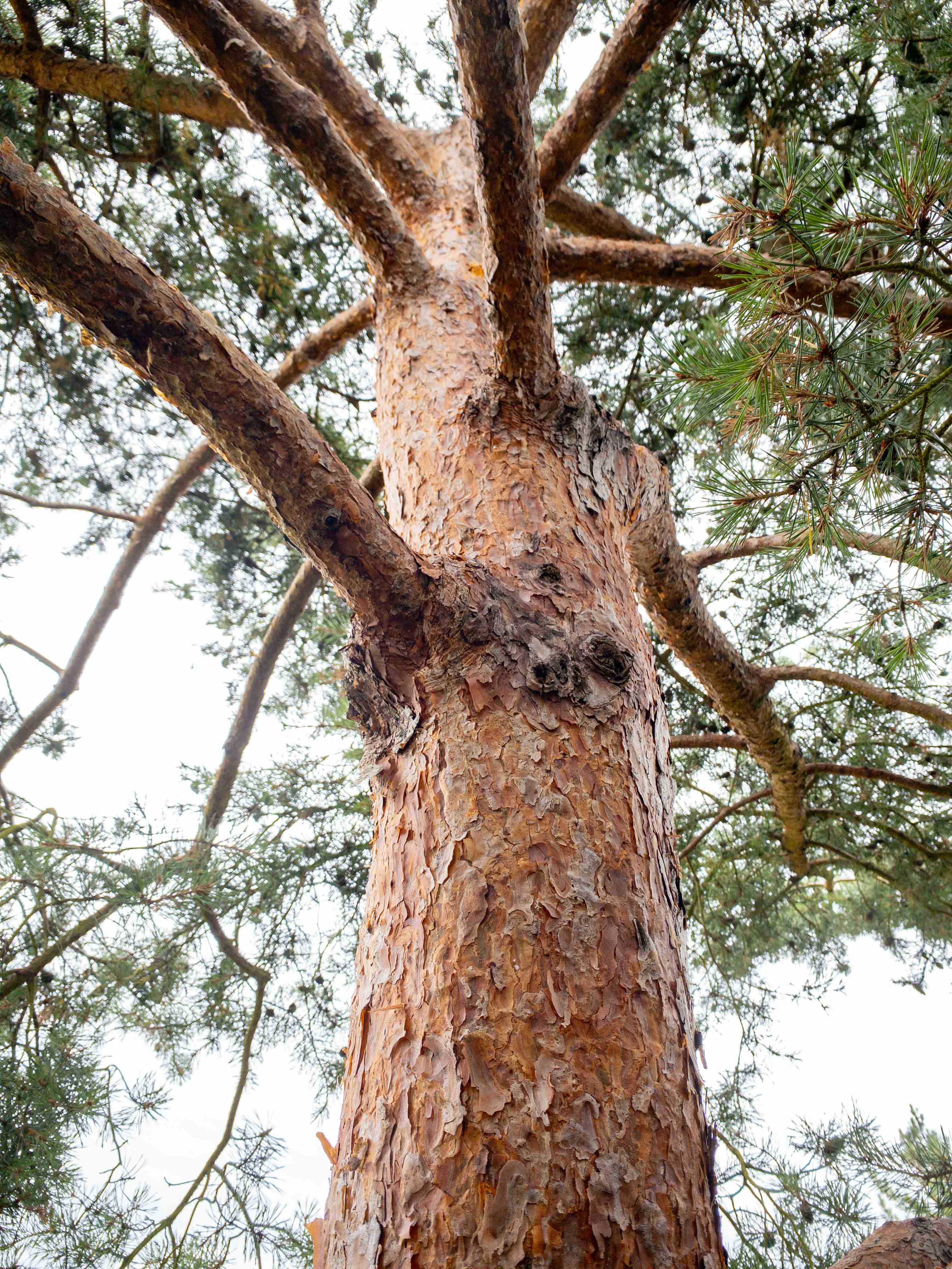 Pinus sylvestris 'Norske Typ' Unikat