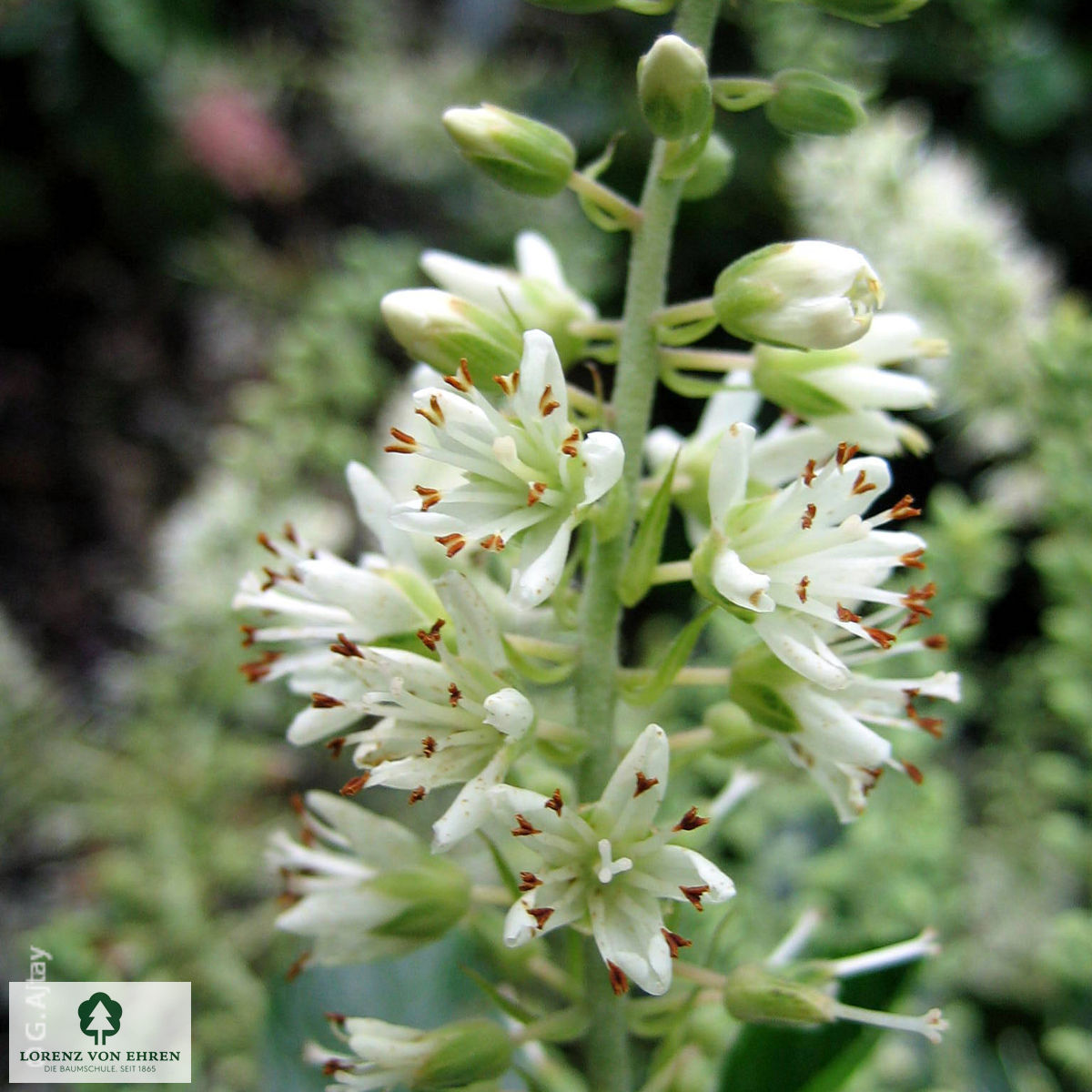 Clethra alnifolia