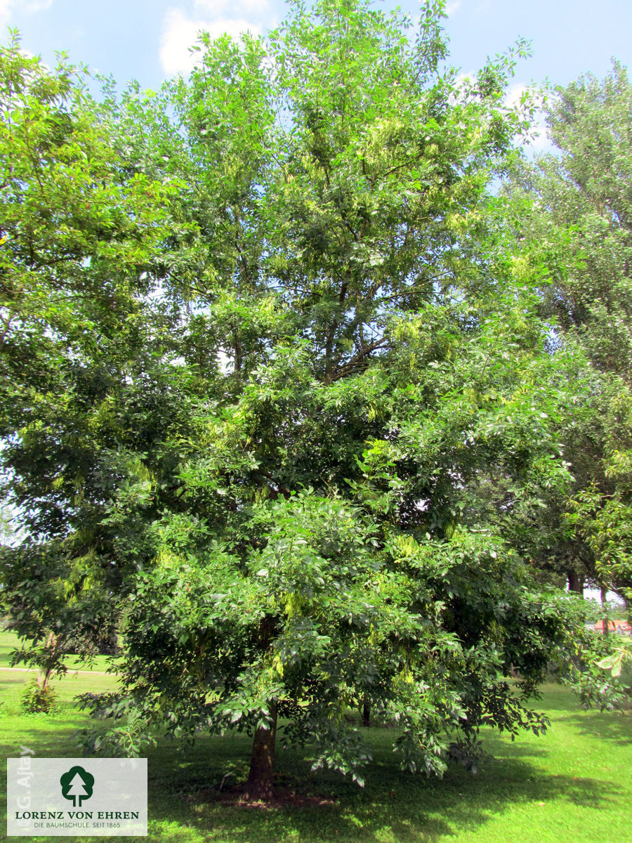 Fraxinus pennsylvanica