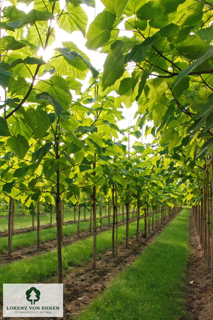 Paulownia tomentosa