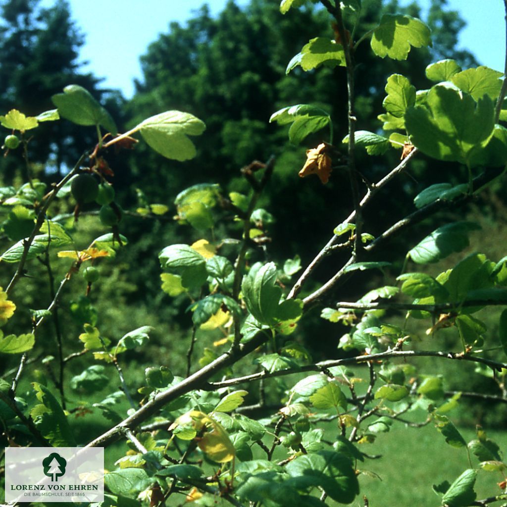 Ribes divaricatum