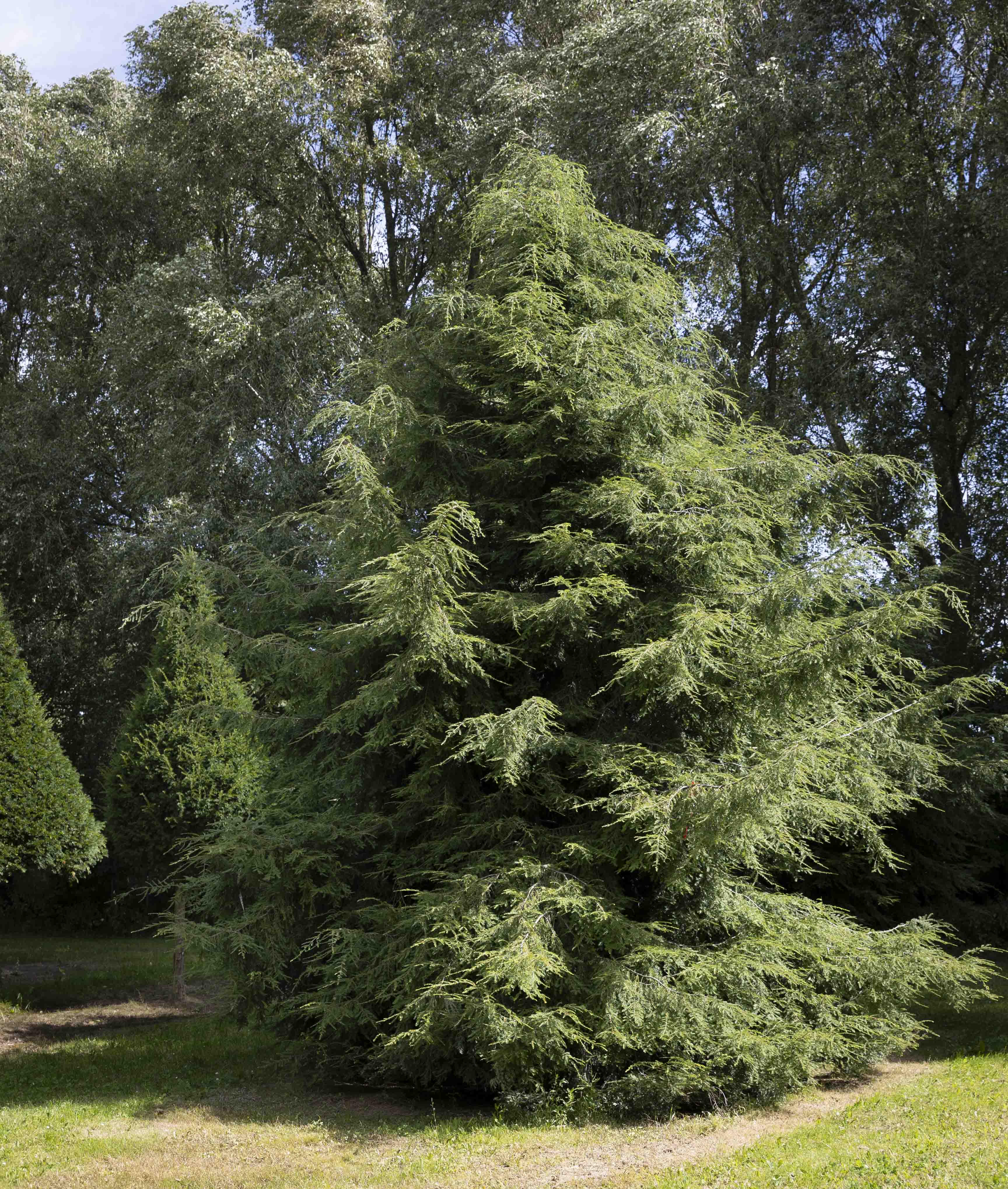 Tsuga canadensis Unikat