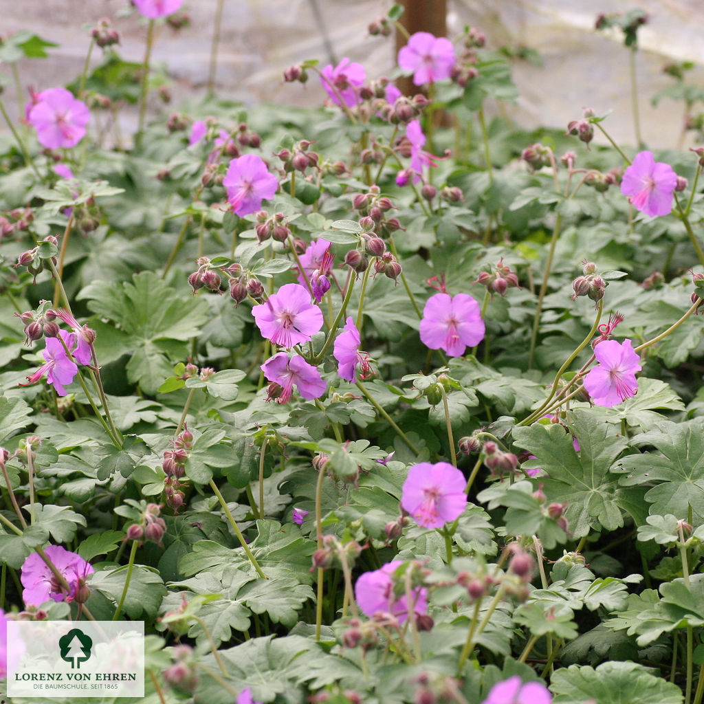 Geranium cantabrigiense 'Karmina'