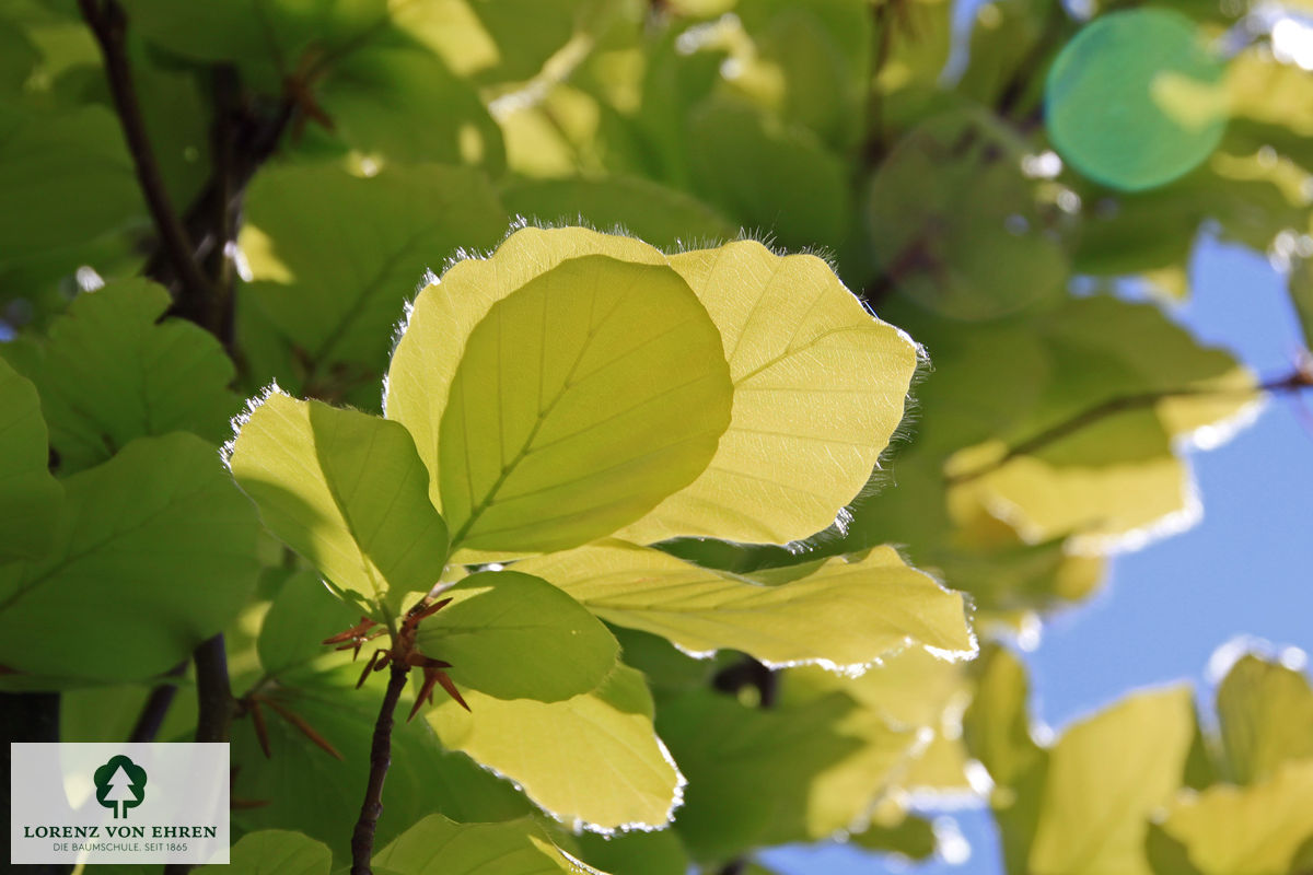 Fagus sylvatica 'Dawyck Gold'