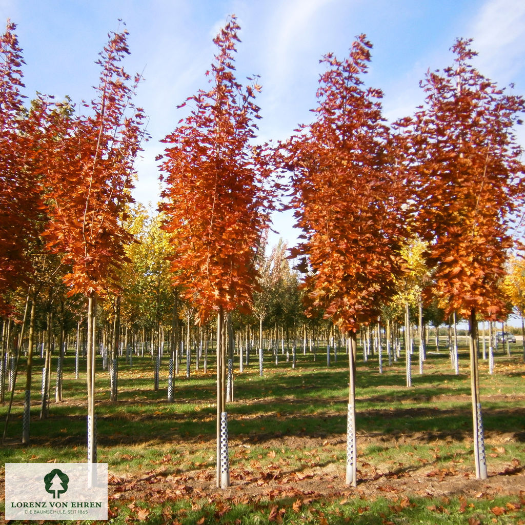 Acer platanoides 'Crimson Sentry'