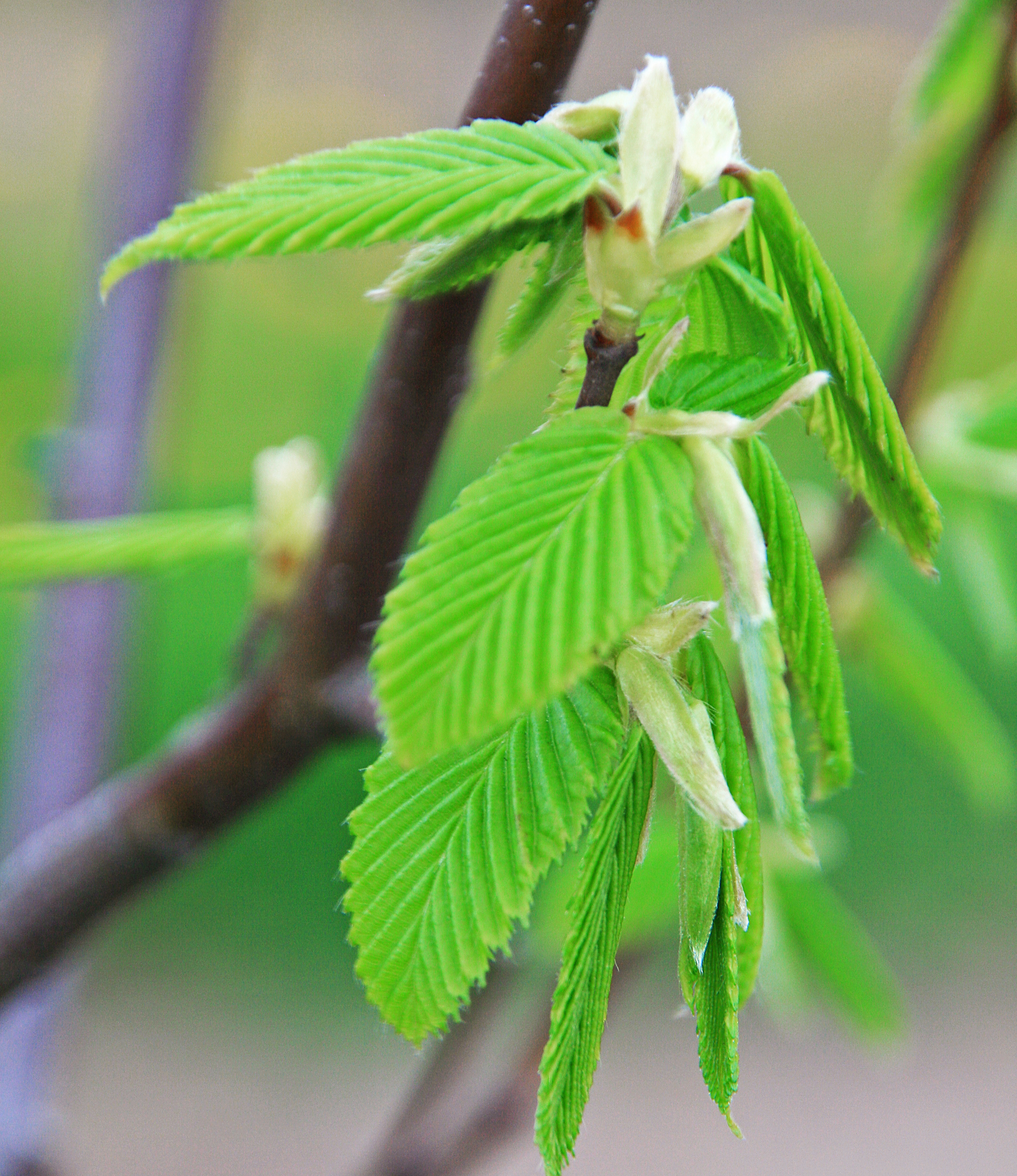 Hellgrünes junges Laub