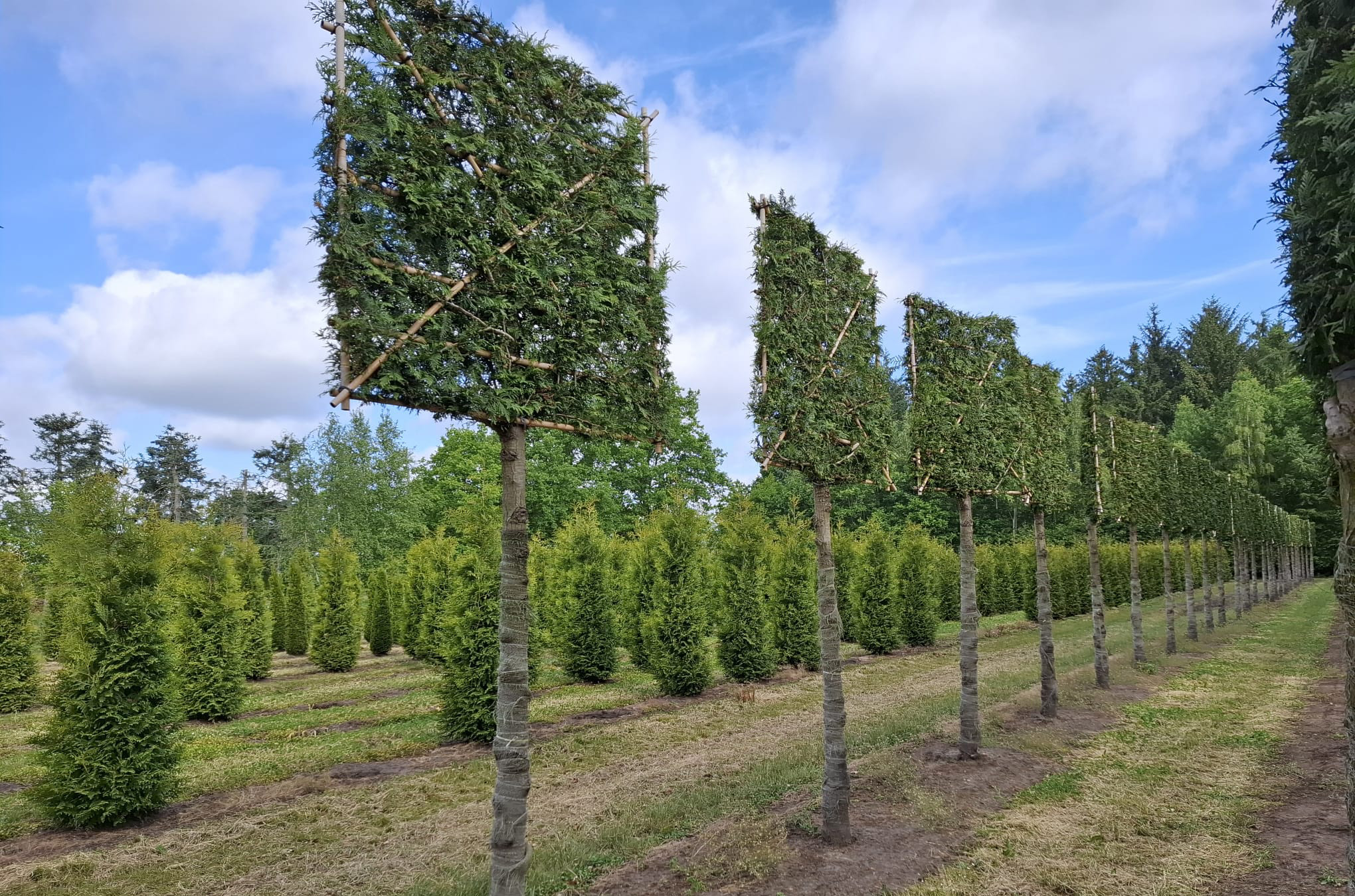 Spaliere aus Nadelbäumen