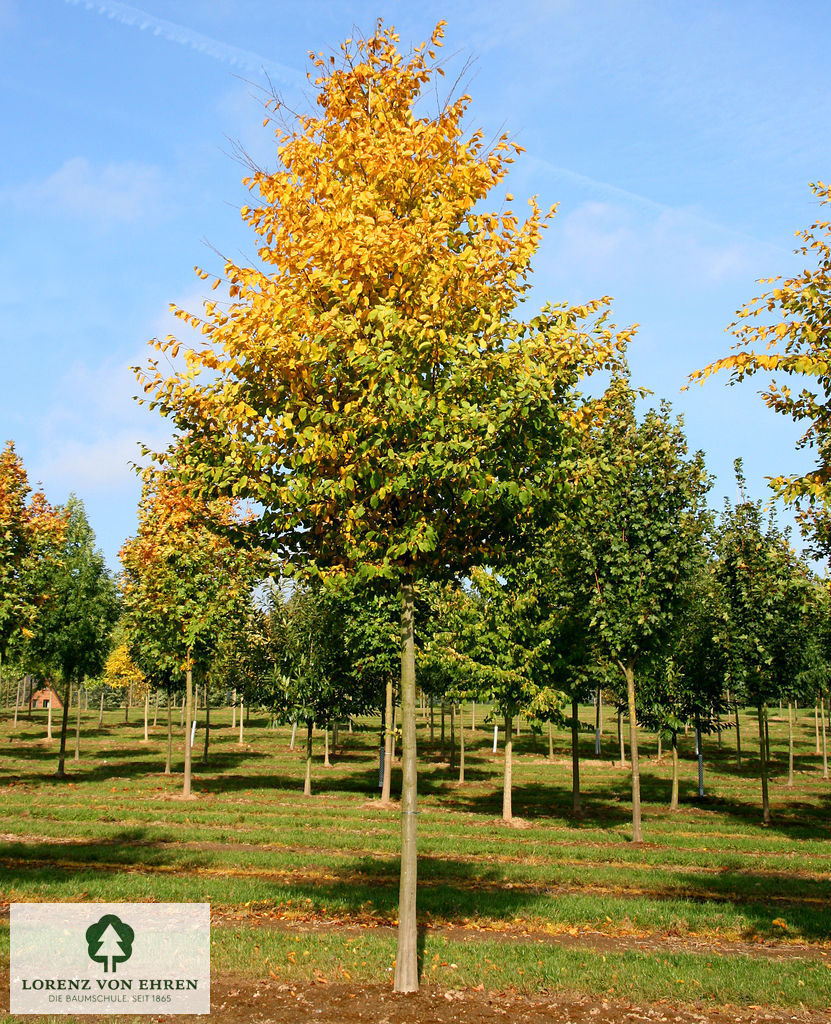 Carpinus betulus hainbuche im Herbst