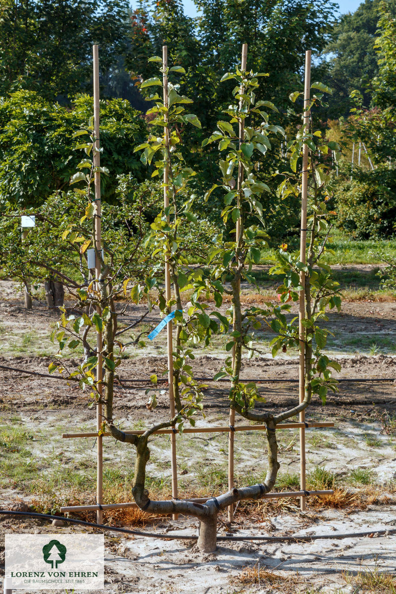 Malus domestica 'Jonagold'