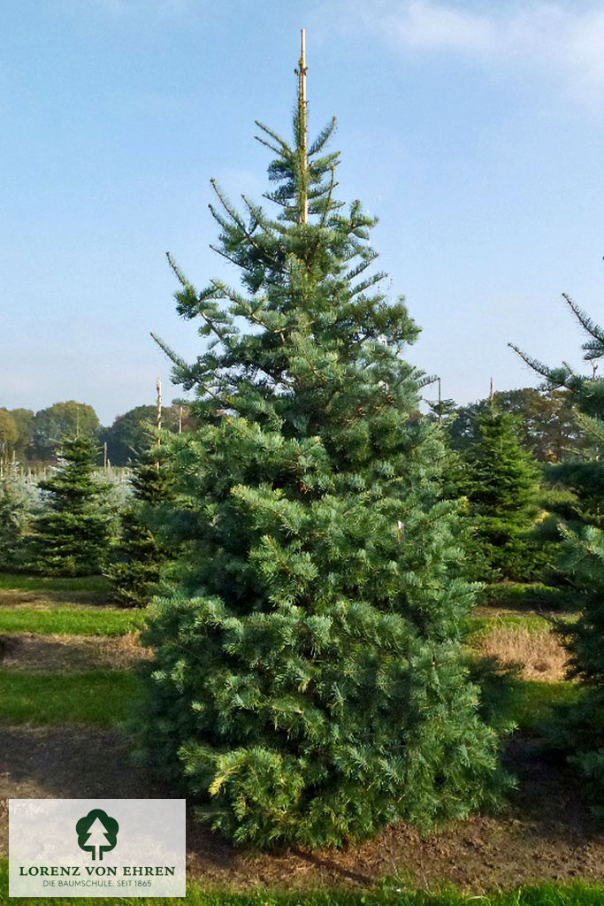 Abies concolor