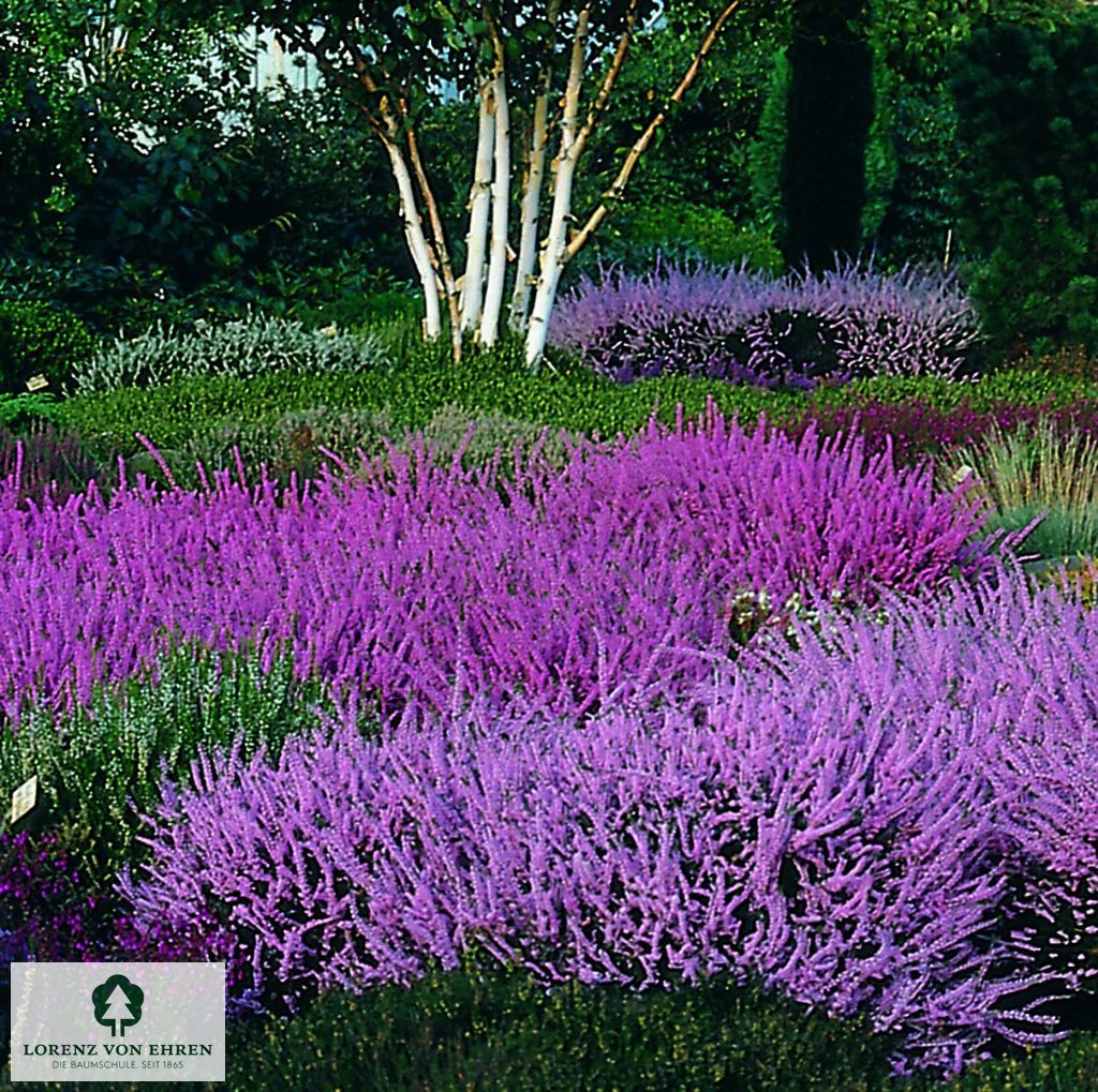 Calluna vulgaris 'Red Favorit'