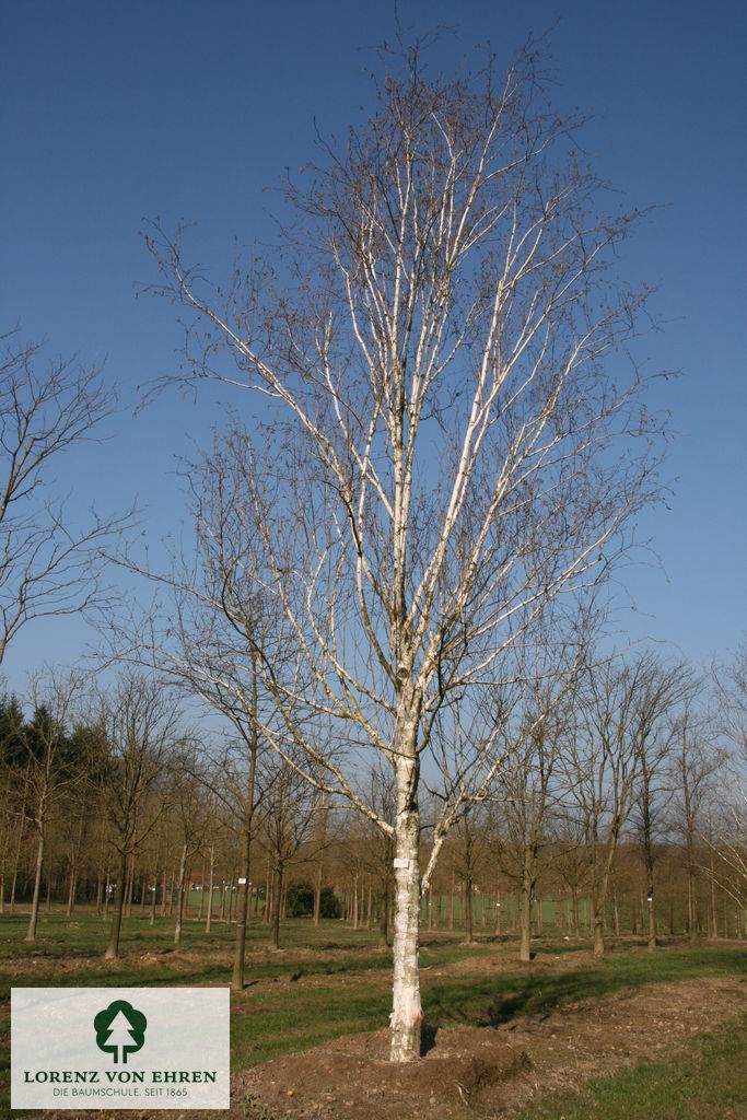 Betula jacquemontii