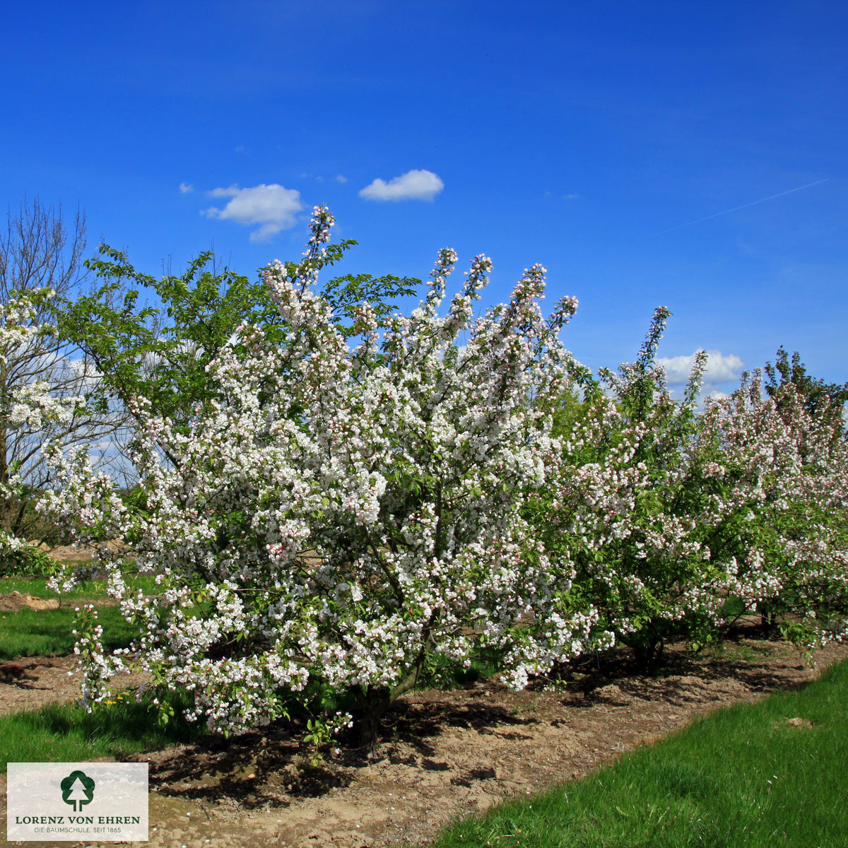 Malus 'David'