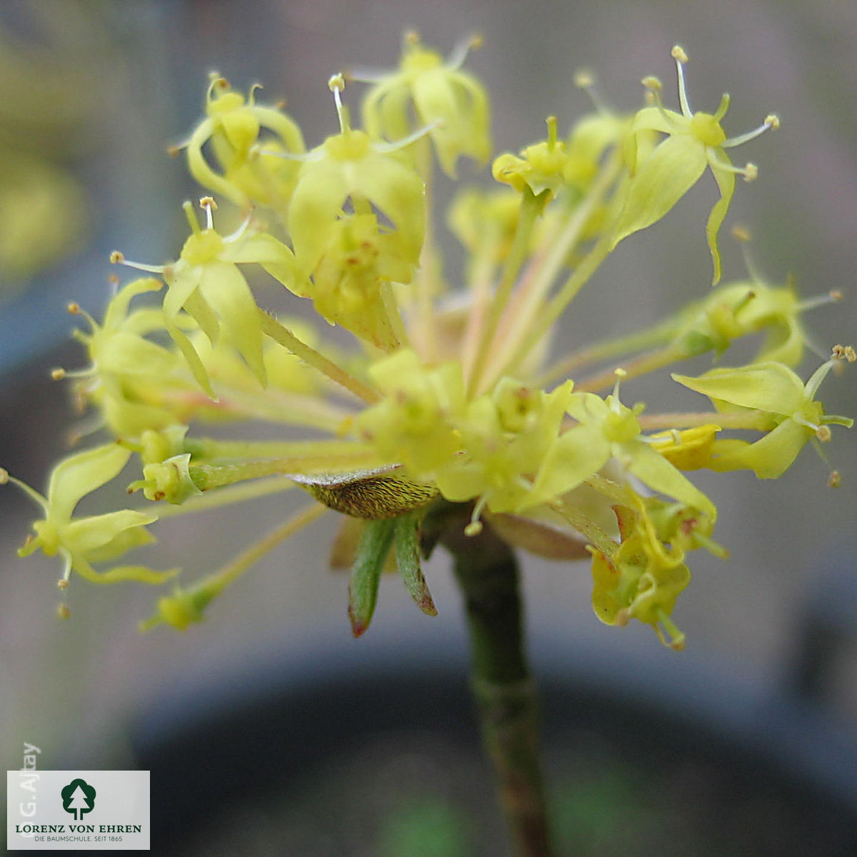 Cornus officinalis