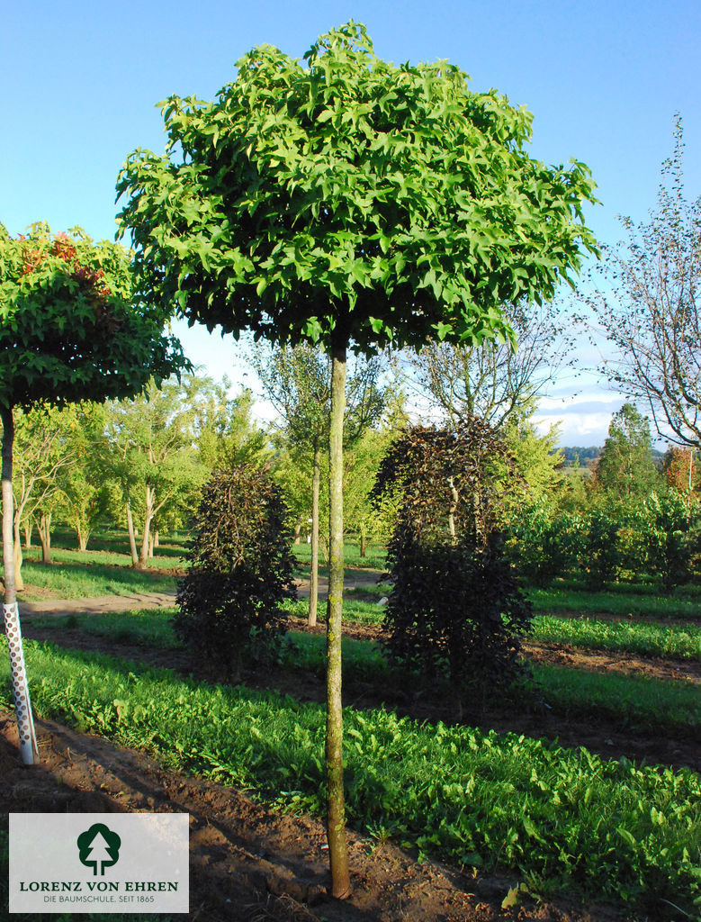 Liquidambar styraciflua 'Gum Ball'