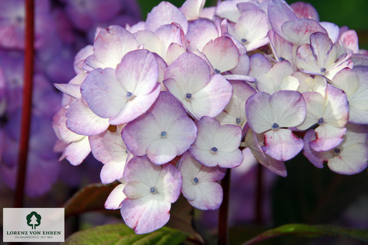 Hydrangea serrata 'Preziosa'