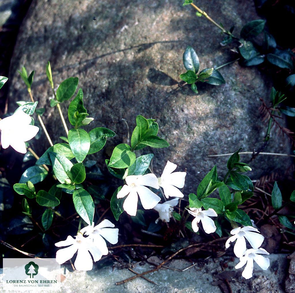 Vinca minor 'Alba'