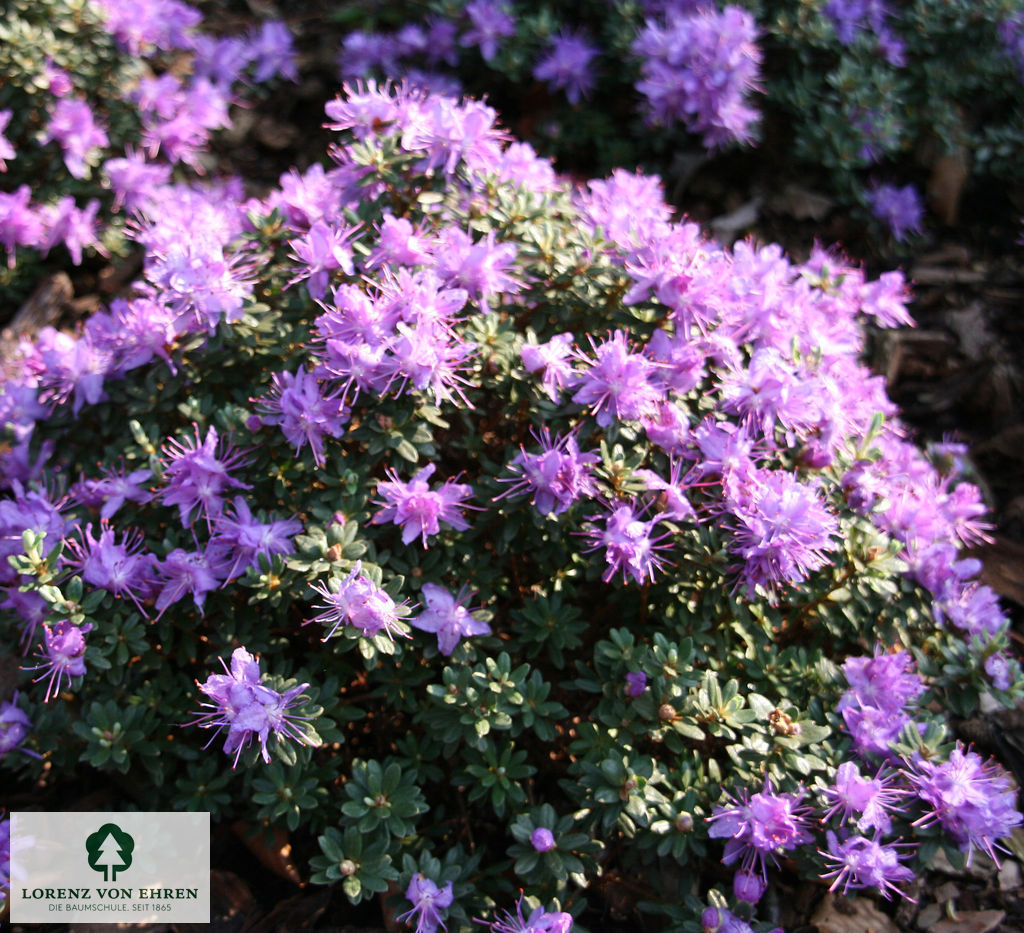 Rhododendron impeditum 'Luisella'