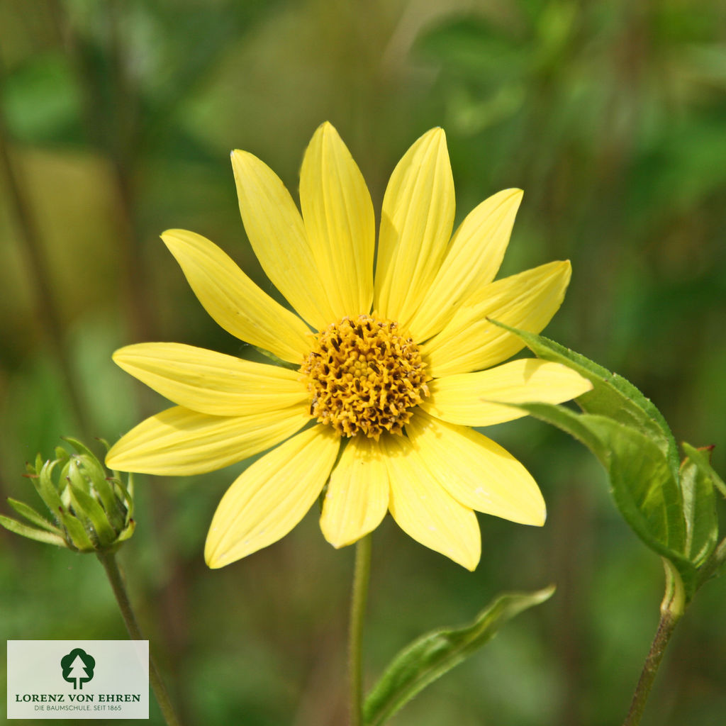 Helianthus microcephalus 'Lemon Queen'