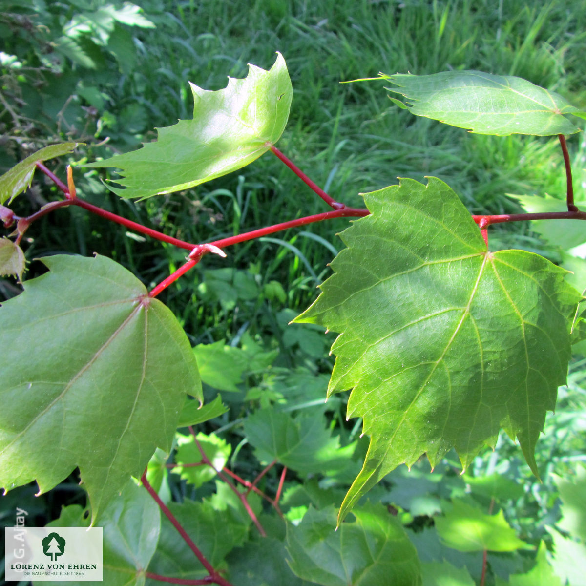 Tilia mongolica