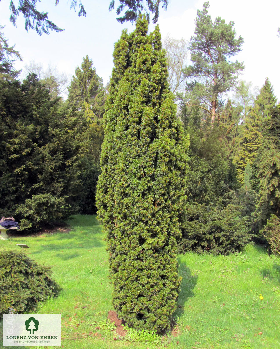 Taxus baccata 'Fastigiata Aureomarginata'