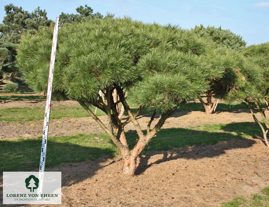 Pinus densiflora 'Umbraculifera'