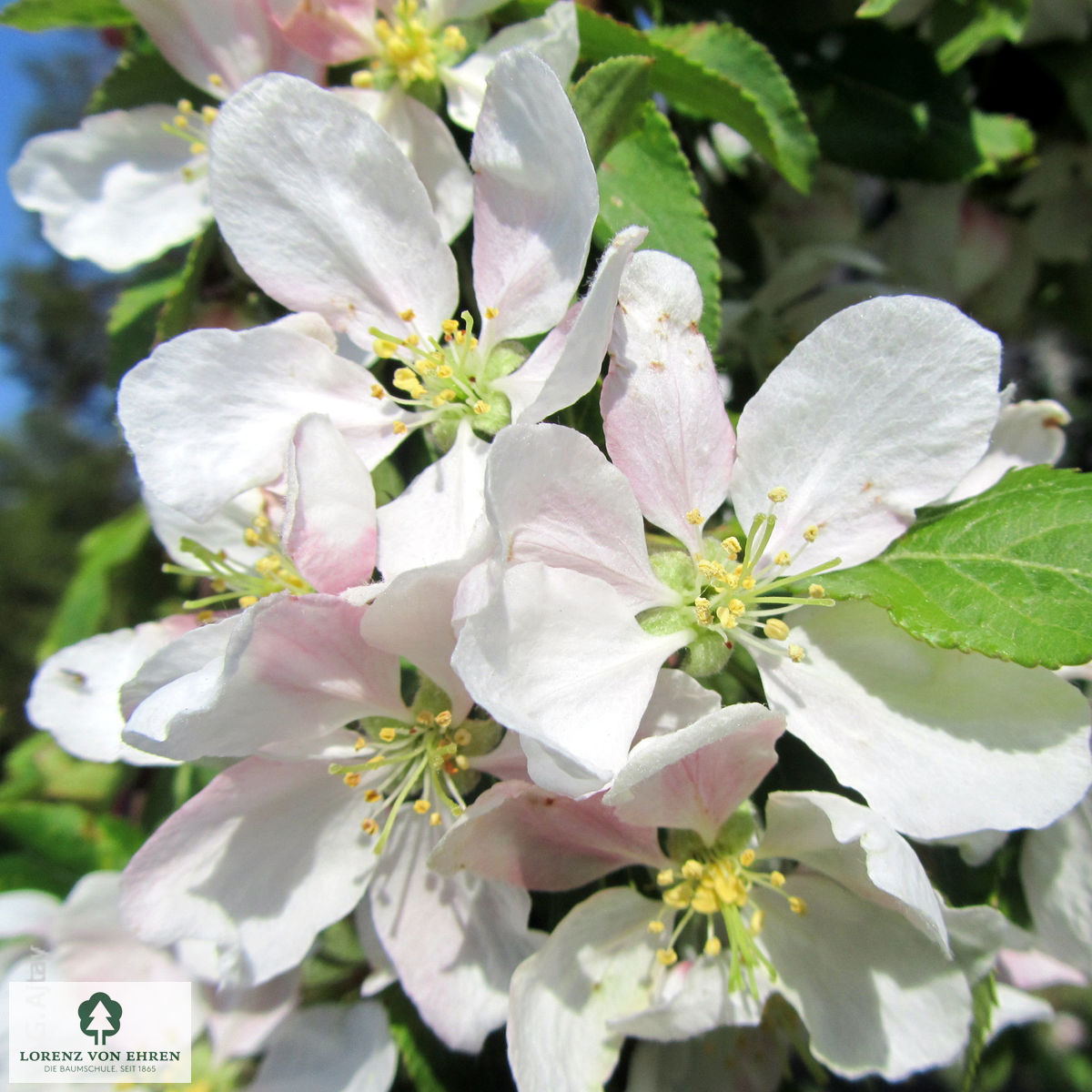 Malus 'Red Jade'