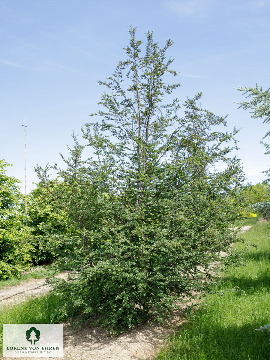 Nothofagus antarctica