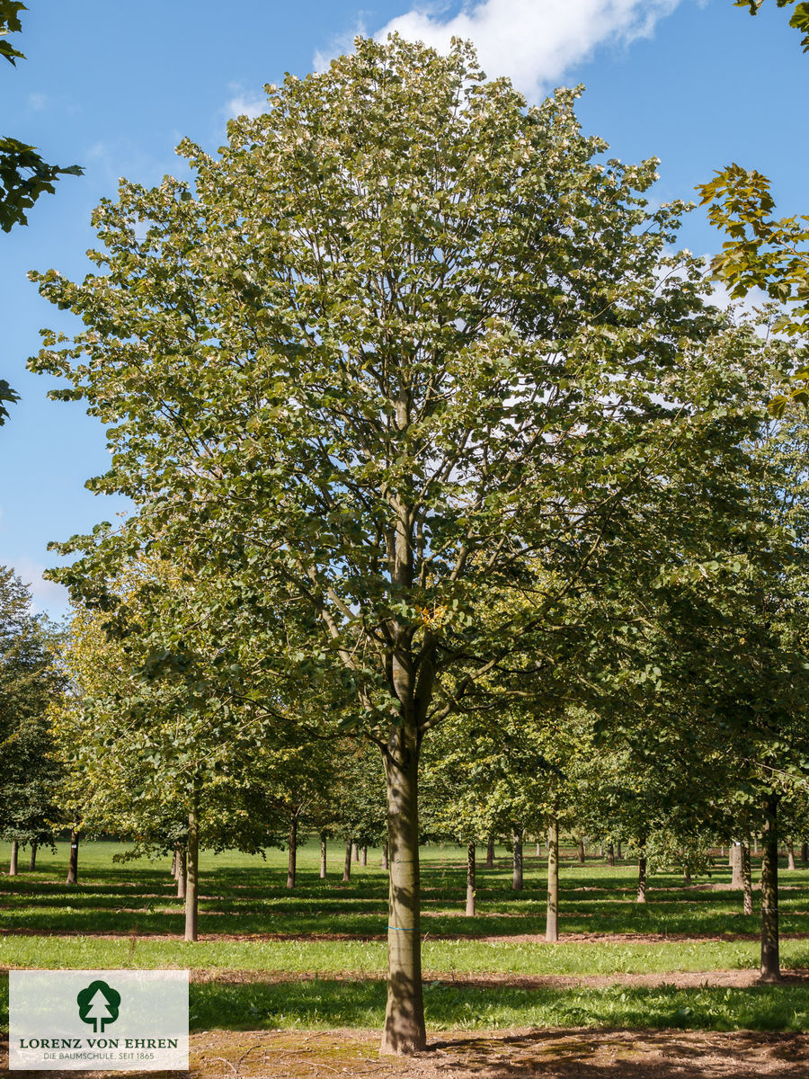 Tilia tomentosa