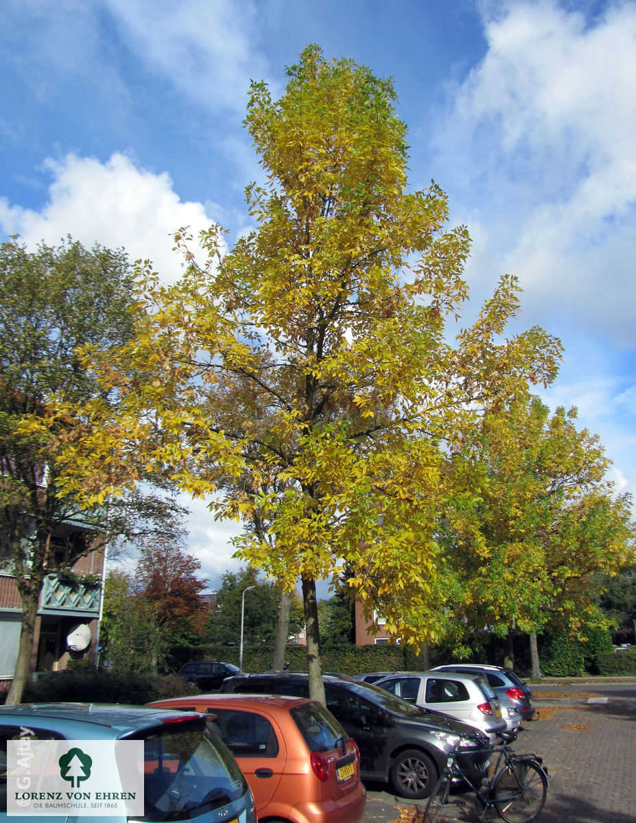 Fraxinus excelsior 'Jaspidea'