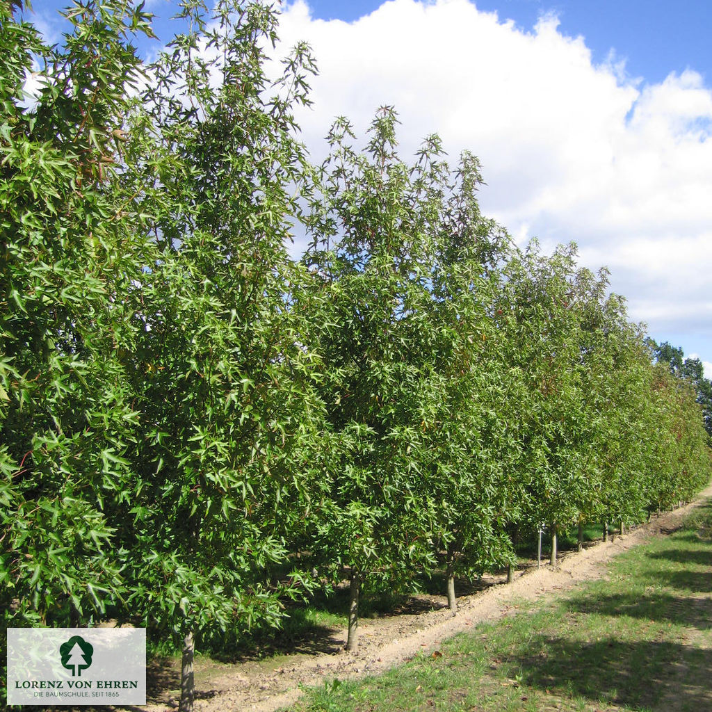 Liquidambar styraciflua 'Worplesdon'