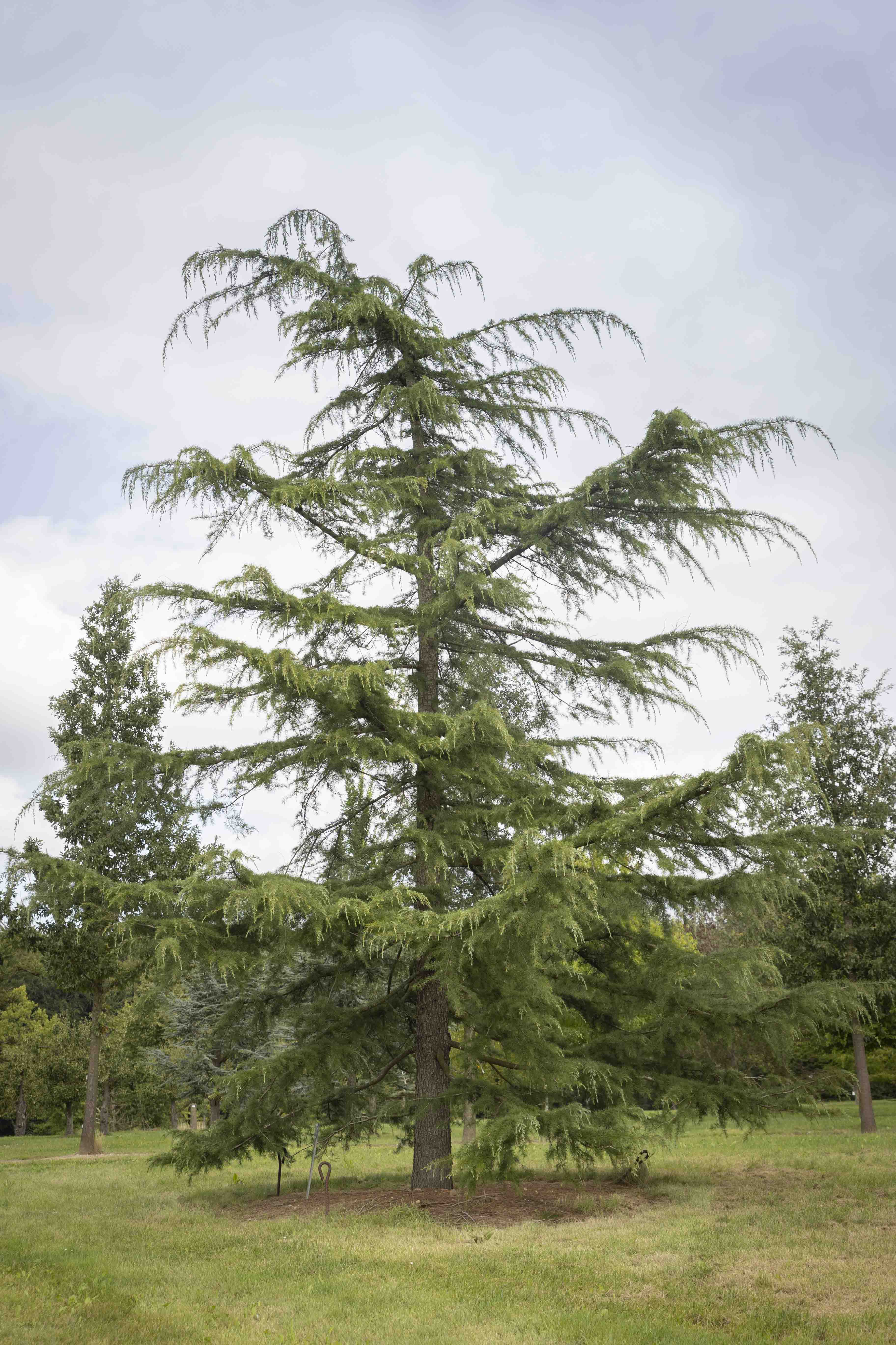 Cedrus deodara Unikat