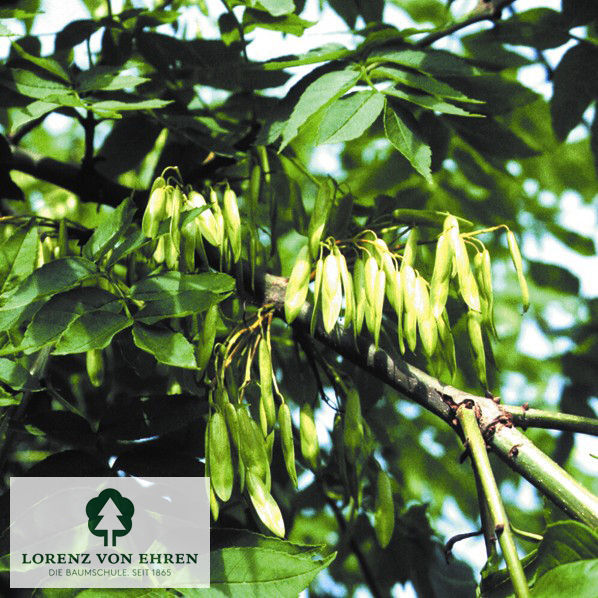 Fraxinus excelsior 'Pendula'