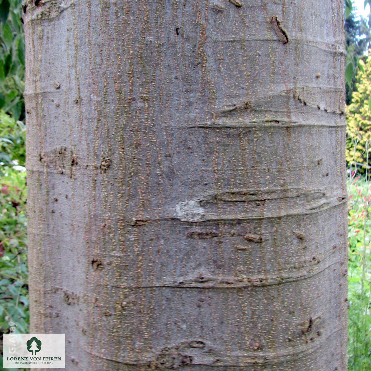 Celtis australis