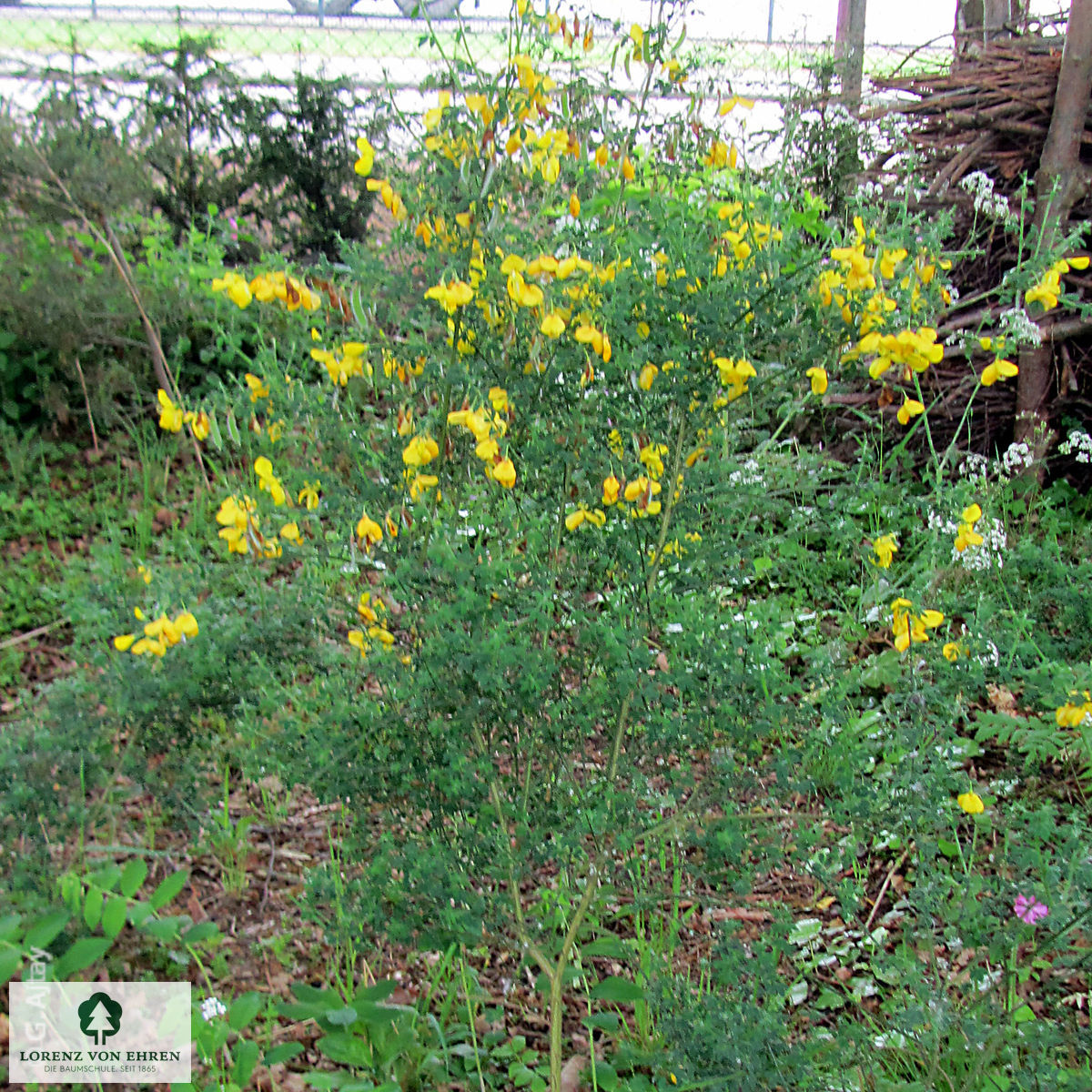 Cytisus scoparius