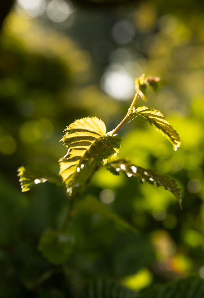 Carpinus betulus Bonsai