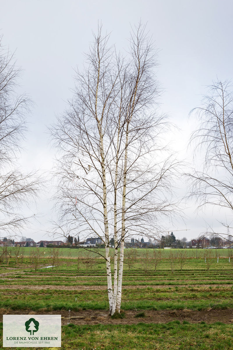 Betula pendula 'Darlecarlica'