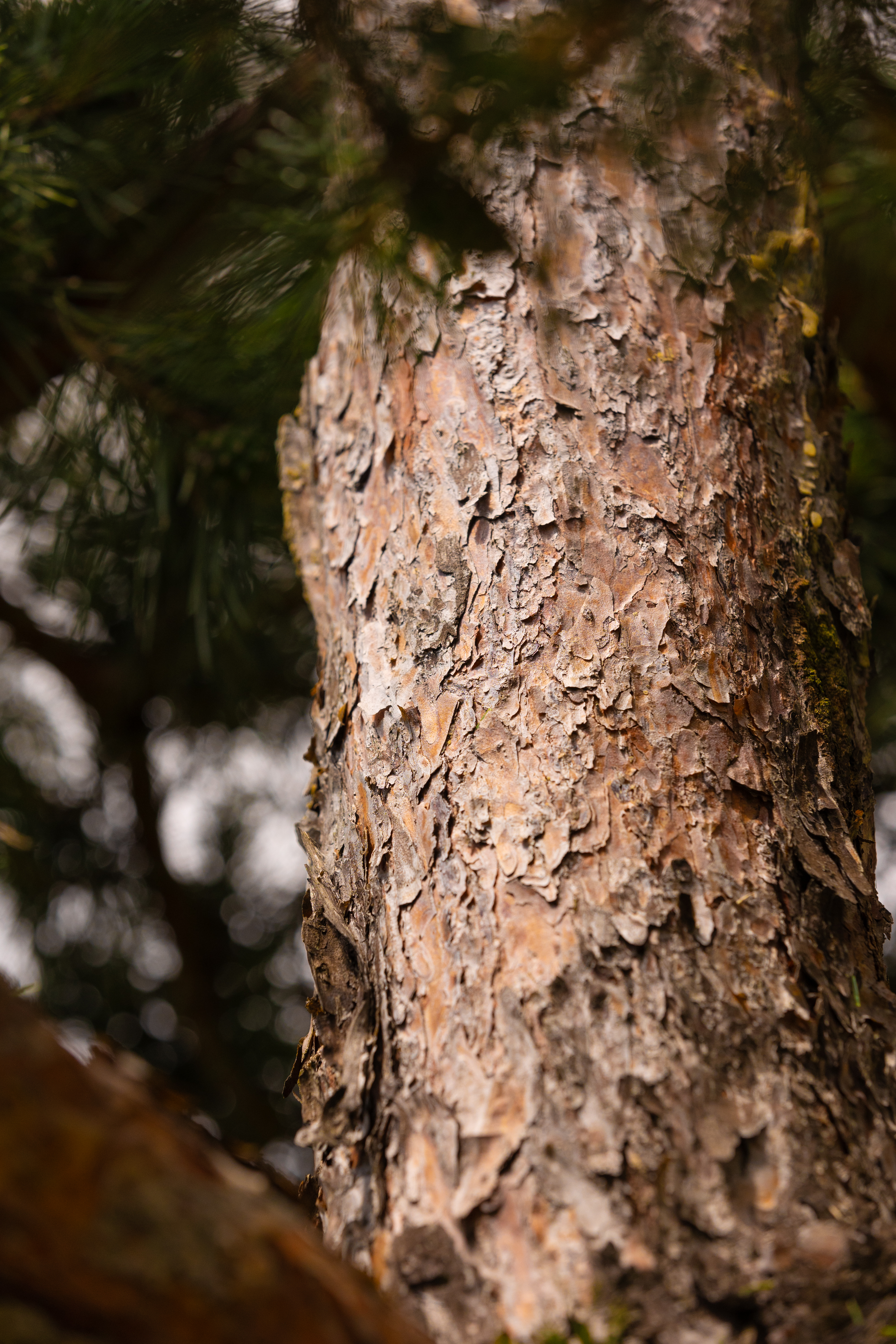 Pinus sylvestris Bonsai