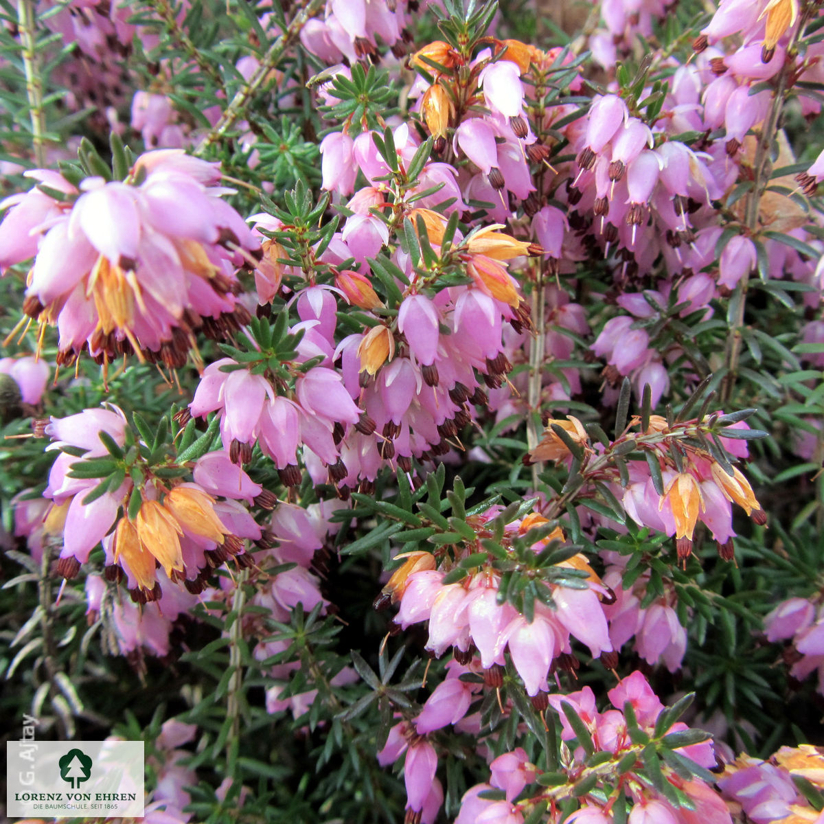 Erica carnea 'Winter Beauty'