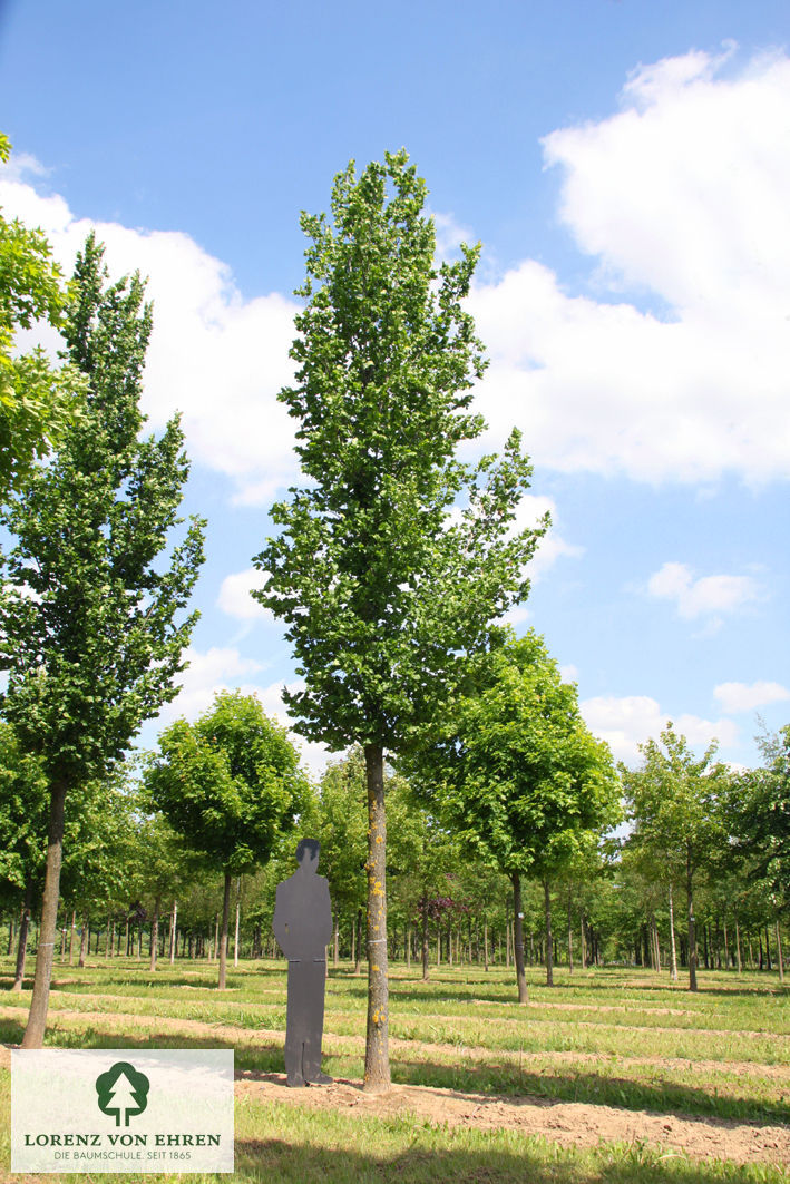 Ulmus hollandica 'Columella'