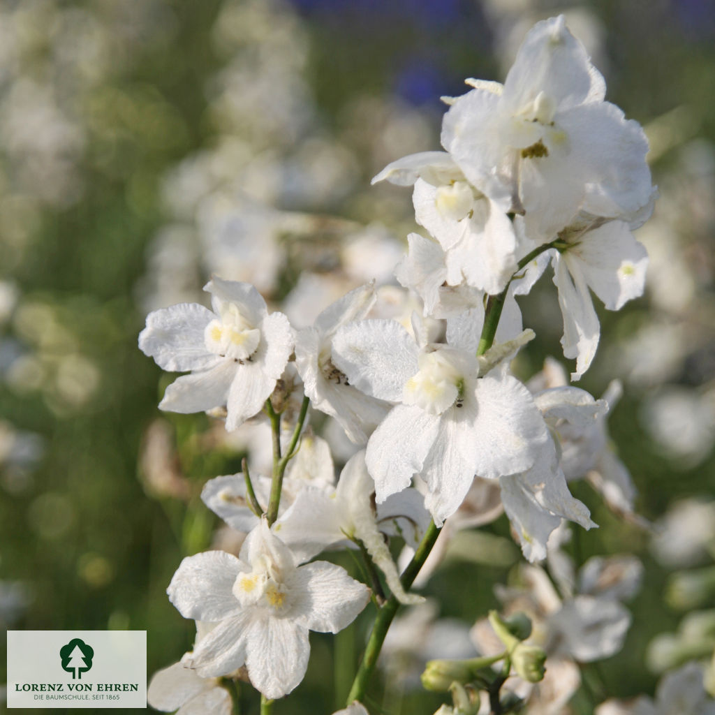 Delphinium Belladonna-Hybride 'Casa Blanca'