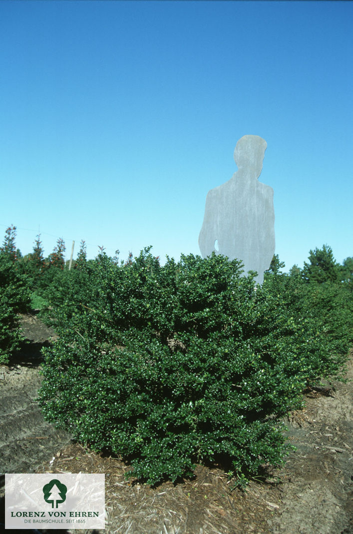 Ilex crenata 'Convexa'