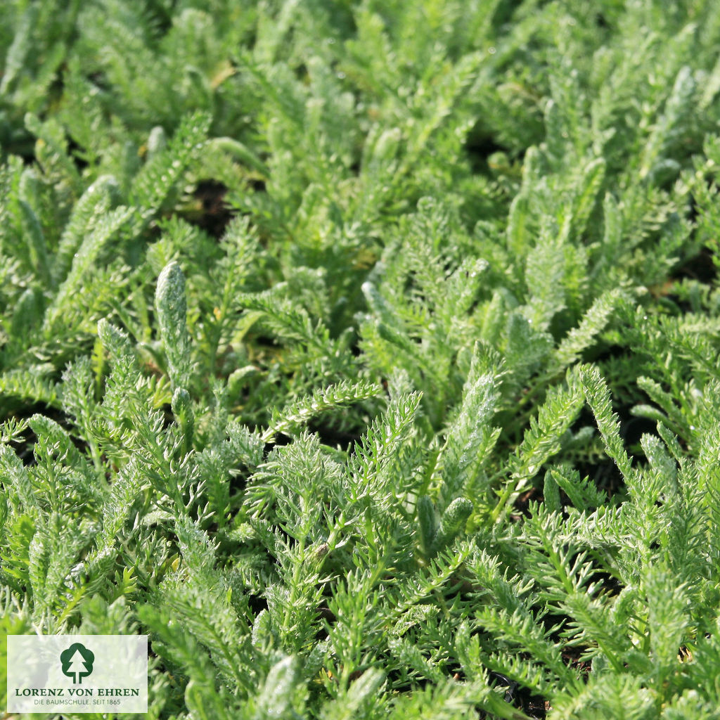 Achillea tomentosa 'Aurea'